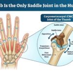 The Thumb Is the Only Saddle Joint in the Human Body