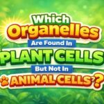 Which Organelles Are Found in Plant Cells But Not in Animal Cells