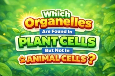 Which Organelles Are Found in Plant Cells But Not in Animal Cells