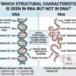 Which Structural Characteristic Is Seen in RNA but Not in DNA